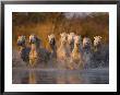 White Camargue Horse Running In Water, Provence, France by Jim Zuckerman Limited Edition Print