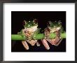 Maroon Eyed Leaf Frogs, Esmeraldas, Ecuador by Pete Oxford Limited Edition Print