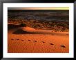 On Top Of The Big Red Sand Dune In The Simpson Desert, Birdsville,Queensland, Australia by John Hay Limited Edition Print