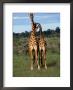 Male Giraffes (Giraffa Camelopardalis), Ngorongoro Conservation Area, Arusha, Tanzania by Mitch Reardon Limited Edition Print