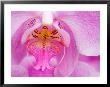 Pink Orchid In The Phalaenopsis Family, San Francisco, Ca Usa by Julie Eggers Limited Edition Print