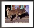 Horned Animal In Jodtiphur, India by Judith Haden Limited Edition Print