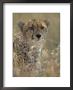 A Cheetah Hides In The Brush by Roy Toft Limited Edition Print