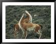 A Pair Of Guanacos Strike A Dance-Like Pose by Skip Brown Limited Edition Print