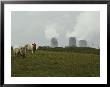 Cows Graze Near A Nuclear Power Plant by Karen Kasmauski Limited Edition Pricing Art Print