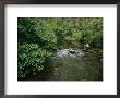 A Man Is Fly-Fishing On Tennessees Bald River by Stephen Alvarez Limited Edition Pricing Art Print