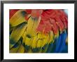 A Close-Up View Of A Parrots Rainbow Feathers by Todd Gipstein Limited Edition Print
