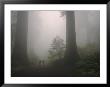 Foggy Forest View With A Couple Walking Between Giant Redwood Trees by Melissa Farlow Limited Edition Pricing Art Print