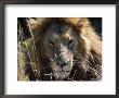Male Lion (Panthera Leo) Mara Game Reserve, Kenya by Ralph Reinhold Limited Edition Pricing Art Print