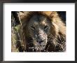 Male Lion (Panthera Leo) Mara Game Reserve, Kenya by Ralph Reinhold Limited Edition Pricing Art Print