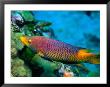 Spanish Hogfish, Florida Keys by Larry Lipsky Limited Edition Print