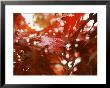 Raindrops On Oak Leaves by Gary Conner Limited Edition Print