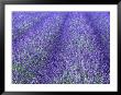 Lavender Field, Sequim, Olympic National Park, Washington, Usa by Charles Sleicher Limited Edition Print