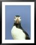 Atlantic Puffin, Portrait Of Adult, Scotland by Mark Hamblin Limited Edition Pricing Art Print