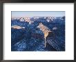 A View Of The Grand Canyon At Twilight With Snow by Norbert Rosing Limited Edition Pricing Art Print