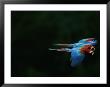 A Mated Pair Of Red-And-Green Macaws Fly In Unison by Joel Sartore Limited Edition Pricing Art Print