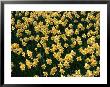 Daffodils In Field, United States Of America by Chris Mellor Limited Edition Print