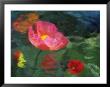 Impressionistic Poppies by David Carriere Limited Edition Print
