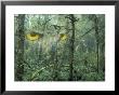 Montage, Owl, Forest, Oregon, Usa by Nancy Rotenberg Limited Edition Print