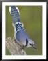 Close-Up Of Blue Jay On Dead Tree Limb, Rondeau Provincial Park, Ontario, Canada by Arthur Morris Limited Edition Print