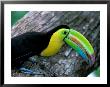 Keel-Billed Tucan With Cicada Approaching Nest, Barro Colorado Island, Panama by Christian Ziegler Limited Edition Print