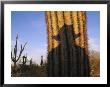 The Shadow Of A Cowboy Cast Against A Giant Saguaro Cactus by Joel Sartore Limited Edition Pricing Art Print