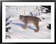 Lynx, Lynx Canadensis by Erwin Nielsen Limited Edition Print