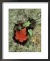 Autumn Maple Leaf In Green Moss by David Ennis Limited Edition Pricing Art Print