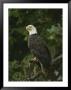 A Bald Eagle Perches Proudly On A Tree Branch by Raymond Gehman Limited Edition Print