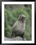 A New Zealand Fur Seal (Arctocephalus Forsteri) Looks Confused by Tom Murphy Limited Edition Print