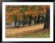 Maples And Bench In Autumn At Greenlake, Seattle, Washington, Usa by Jamie & Judy Wild Limited Edition Pricing Art Print