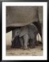 A Juvenile Elephant Standing Among Adults by Kenneth Garrett Limited Edition Print