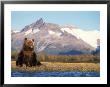 Brown Bear With Salmon Catch, Katmai National Park, Alaskan Peninsula, Usa by Steve Kazlowski Limited Edition Pricing Art Print