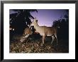 A Pair Of Rare Key Deer Foraging At Twilight by Joel Sartore Limited Edition Print