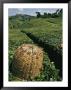Tea Plantations Covering The Hills Near Mount Kenya by Michael S. Lewis Limited Edition Print