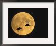 Sandhill Cranes Flying In Front Of Full Moon, Bosque Del Apache National Wildlife Reserve by Ellen Anon Limited Edition Print