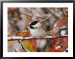 Adult Black-Capped Chickadee In Snow, Grand Teton National Park, Wyoming, Usa by Rolf Nussbaumer Limited Edition Print