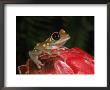 Parker's Tree Frog, Tanzania by Marian Bacon Limited Edition Print