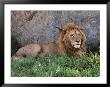 Portrait Of Male African Lion, Tanzania by Dee Ann Pederson Limited Edition Print