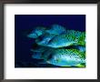 A School Of Blackspotted Sweetlips (Pfectorhinchus Geterinus), Red Sea, Egypt by Casey Mahaney Limited Edition Print