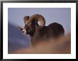 Bighorn Ram, Yellowstone National Park, Wyoming by Raymond Gehman Limited Edition Pricing Art Print