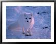 Young Arctic Fox, Wapsuk National Park, Can by Harry Walker Limited Edition Pricing Art Print