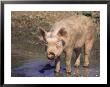 Pig Standing In Water by Lynn M. Stone Limited Edition Print