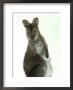 Red Necked Wallaby, Young, England, Uk by Les Stocker Limited Edition Pricing Art Print