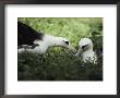 Gentle Greeting, Demure Response Mark The Courtship Of The Laysan Albatross by William Allen Limited Edition Print