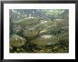 Alewives Swim To A River In Spring To Spawn by Bill Curtsinger Limited Edition Print
