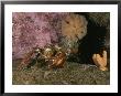 An American Or Northern Lobster Near Sponges And Anemones by Brian J. Skerry Limited Edition Pricing Art Print