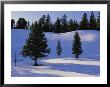 Evergreens Grace A Snowy Landscape by Raymond Gehman Limited Edition Print