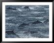 A Pod Of Common Dolphins Leaping From The Water by Ralph Lee Hopkins Limited Edition Print