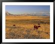 Cattle Graze Along The Rocky Mountain Front Near Choteau, Montana, Usa by Chuck Haney Limited Edition Print